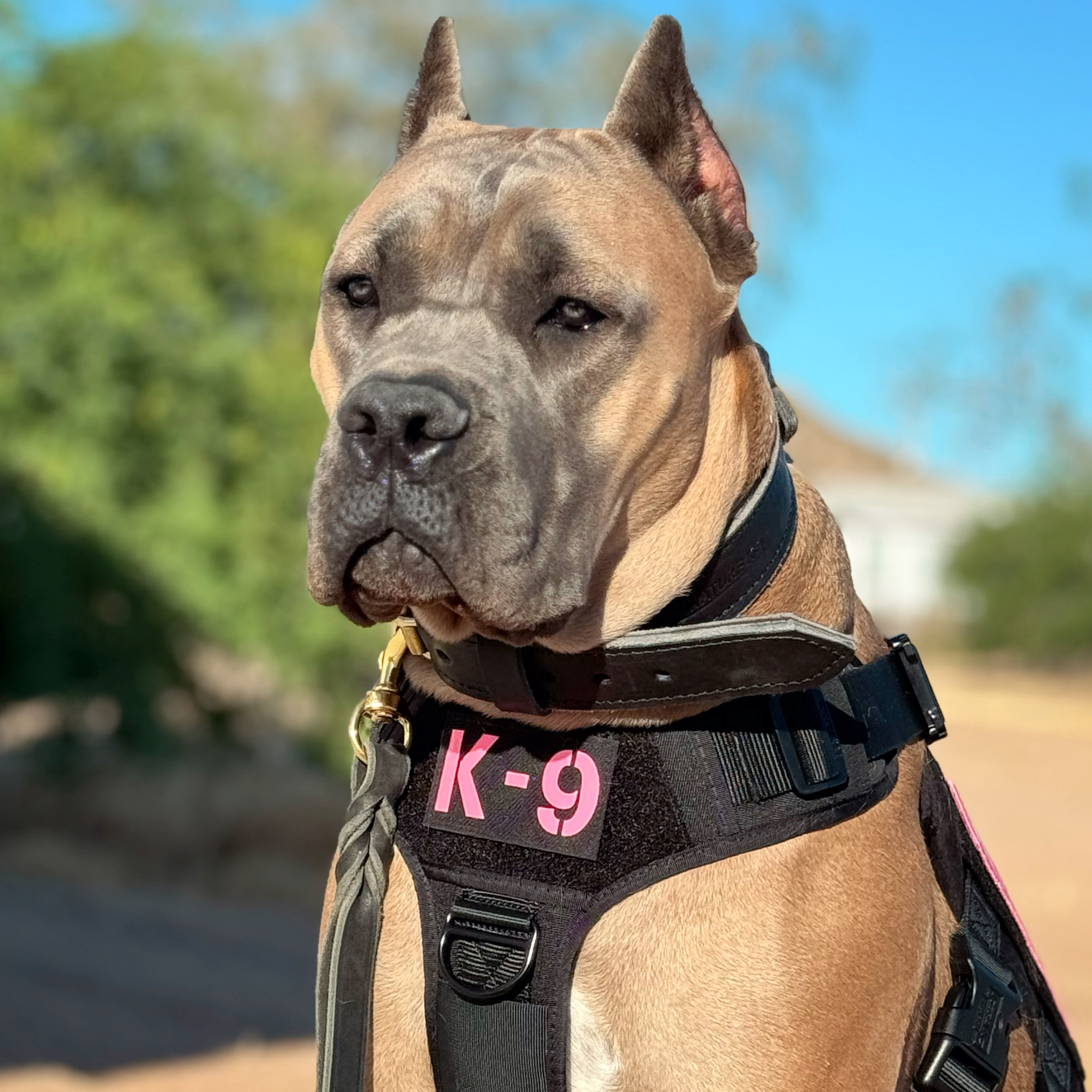 DeFillippo Cane Corso